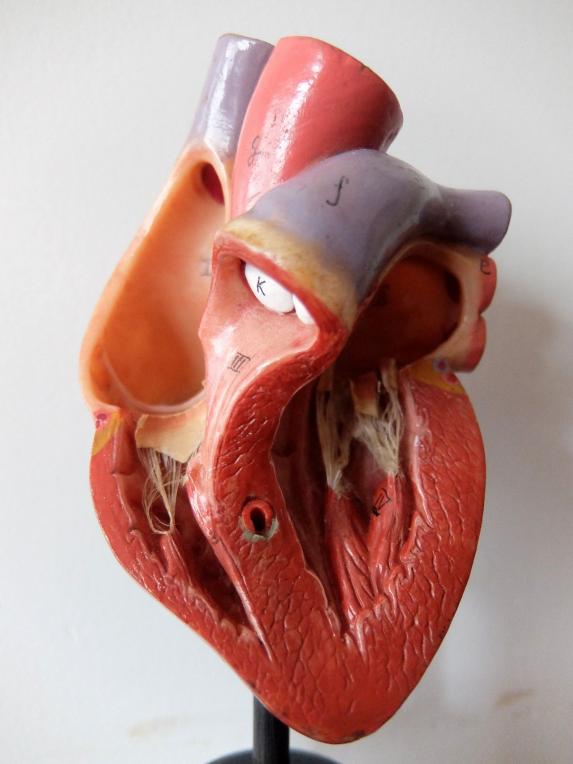 Anatomical Model 【Heart】 (A0822)