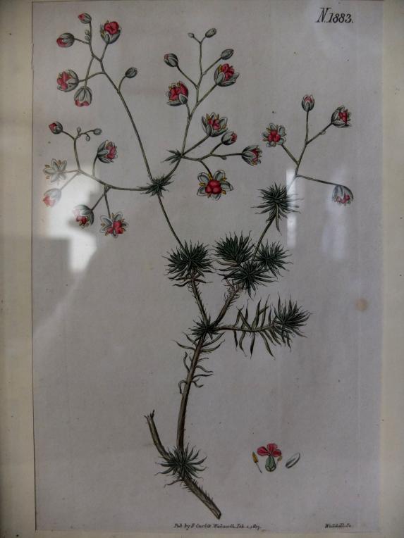 Copperplate Print (Botanical) (A0414)