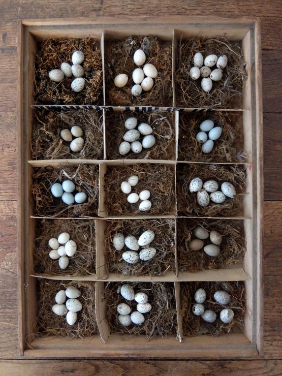 Bird's Eggs Specimens (A0723)
