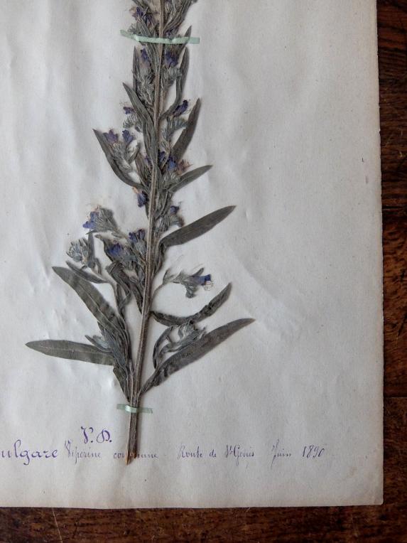 Herbarium (A0915-20)