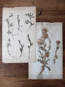 Herbarium (A0915-21)