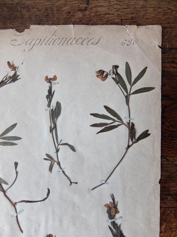 Herbarium (A0915-21)