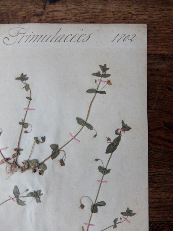 Herbarium (A0915-22)