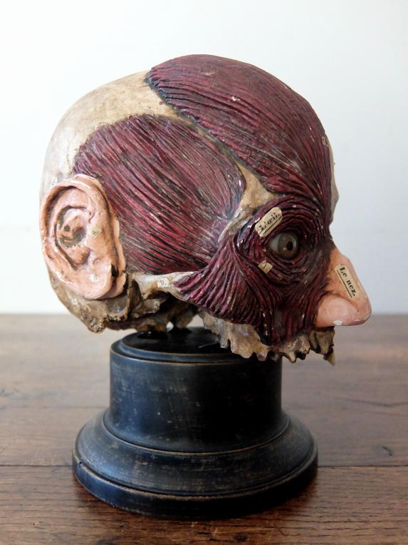 Anatomical Model 【Head】 (A0822)