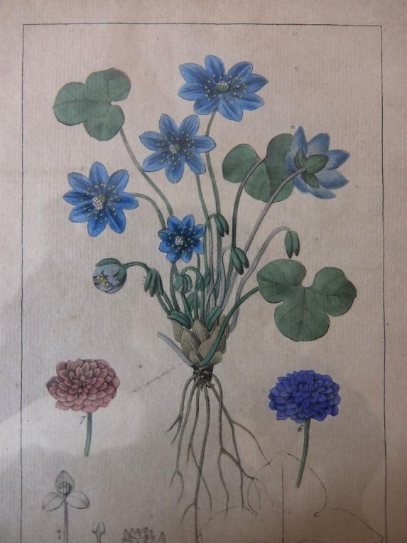 Copperplate Print (Botanical) (A0915-01)