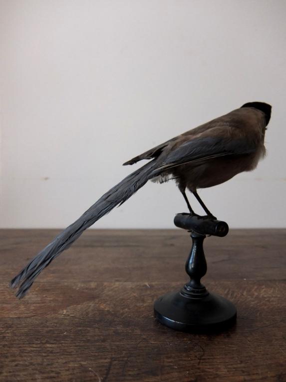 Taxidermy (Bird) (A0915)