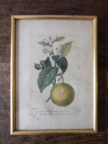 Copperplate Print (Botanical) (A0915-02)