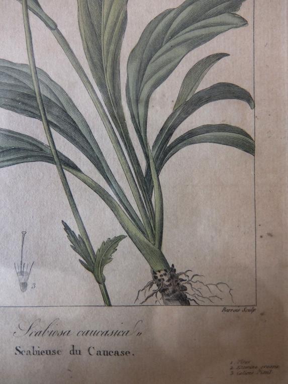 Copperplate Print (Botanical) (A0915-03)