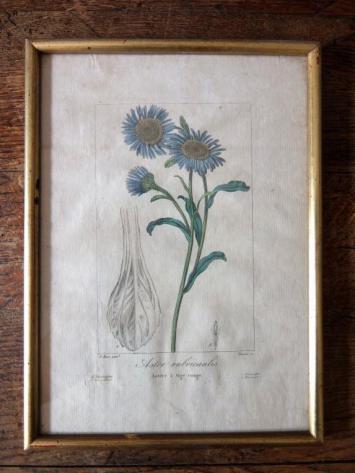 Copperplate Print (Botanical) (A0915-04)