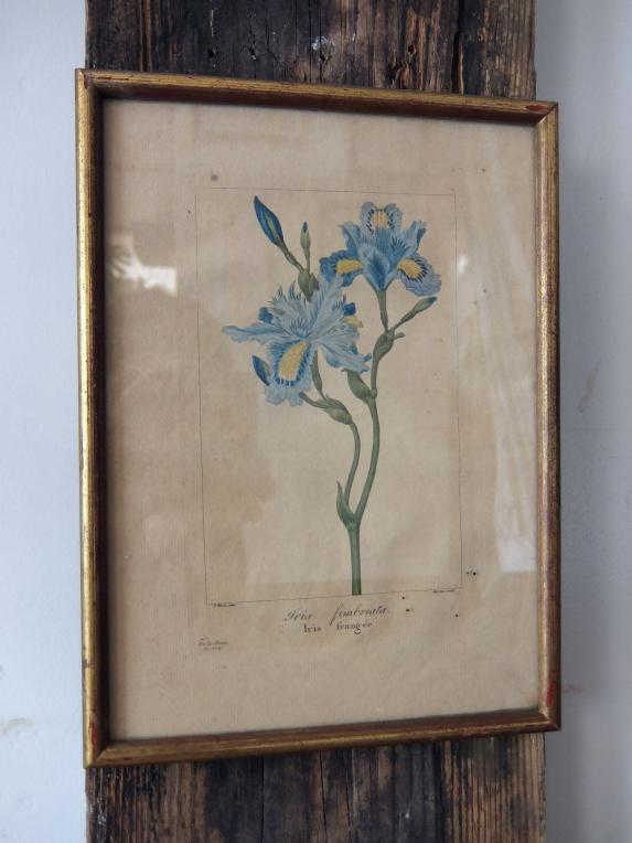 Copperplate Print (Botanical) (A0915-08)