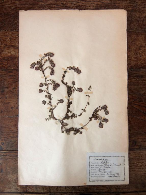 Herbarium (A1015-01)