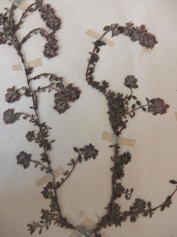 Herbarium (A1015-01)