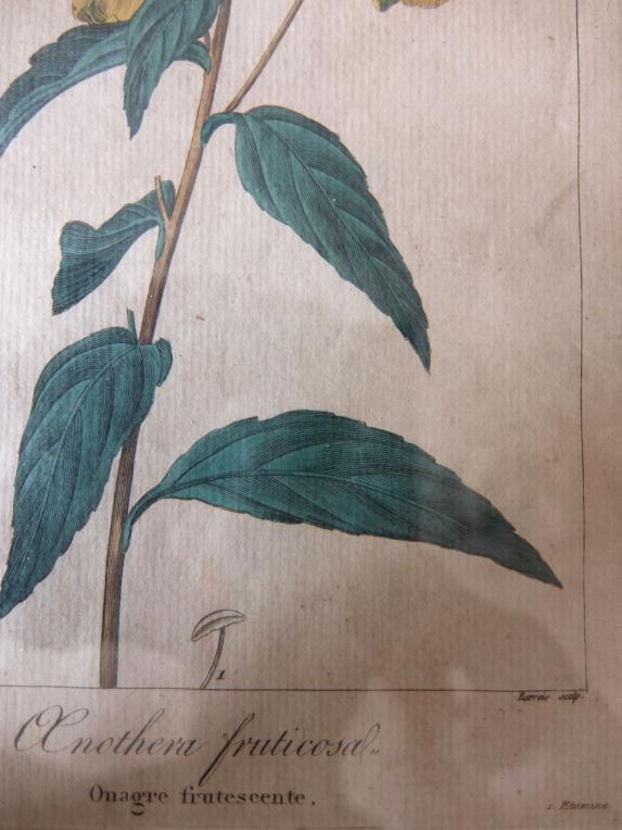 Copperplate Print (Botanical) (A0915-07)