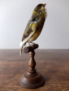 Taxidermy (Bird) (A1018-02)