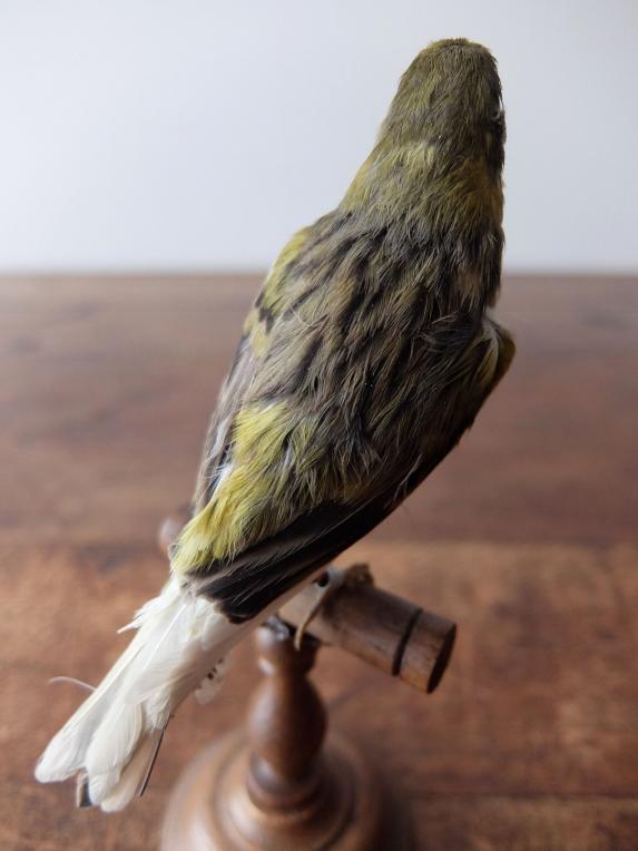 Taxidermy (Bird) (A1018-02)