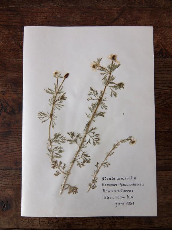 Herbarium (E1015-01)