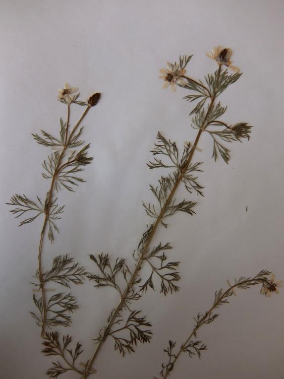 Herbarium (E1015-01)