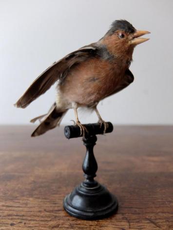 Taxidermy (Bird) (A1019)