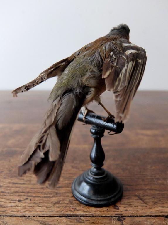 Taxidermy (Bird) (A1019)