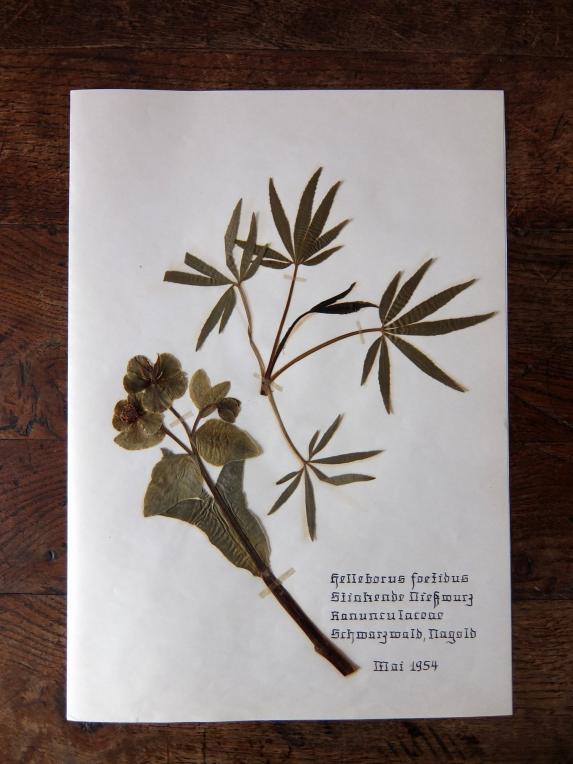 Herbarium (E1015-02)