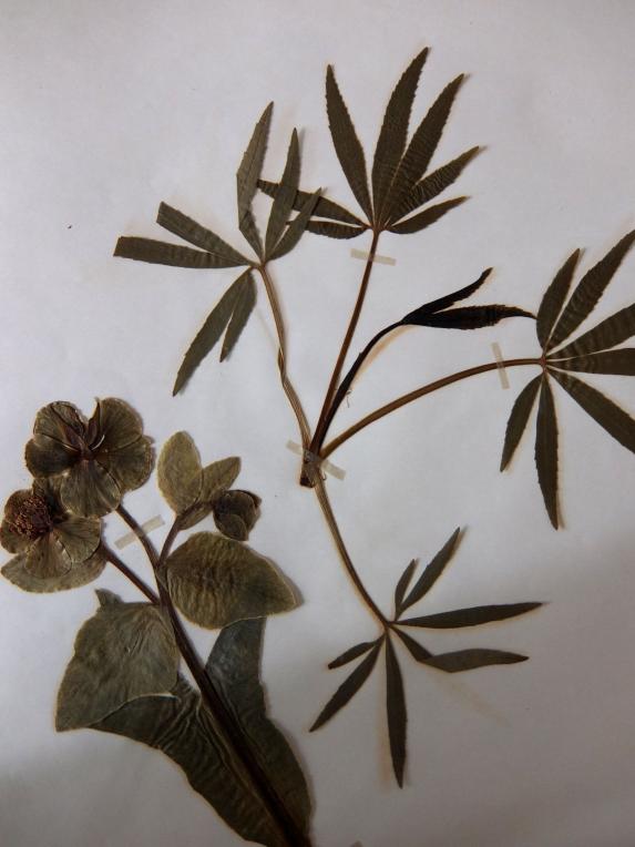 Herbarium (E1015-02)