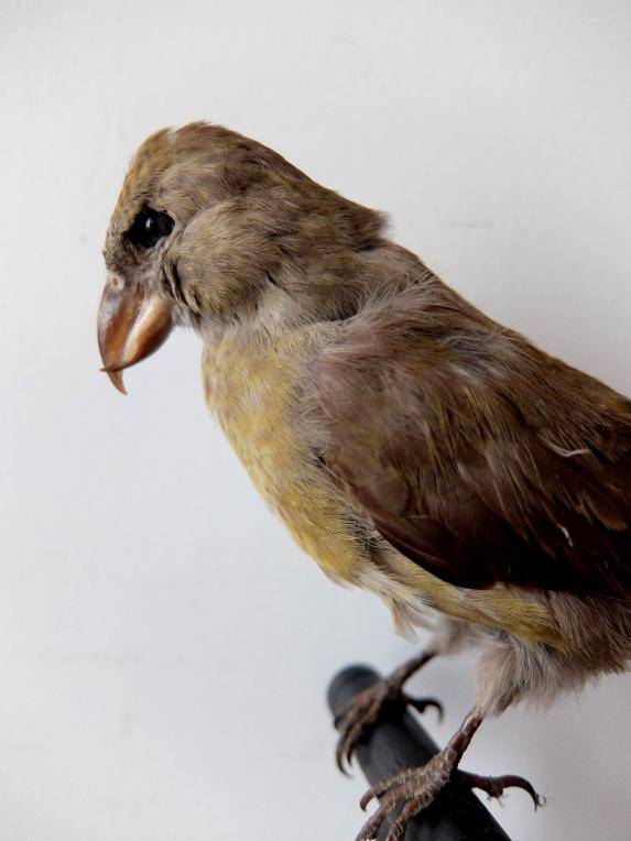 Taxidermy (Bird) (I0516)