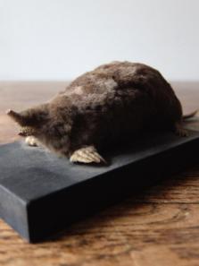Taxidermy (Mole) (A1017-02)