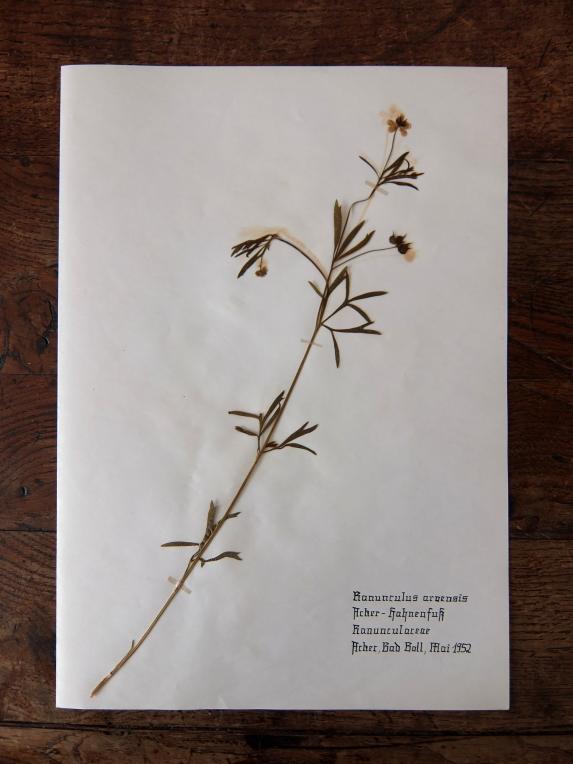 Herbarium (E1015-04)