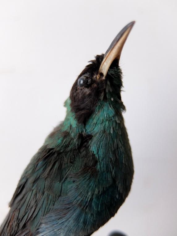 Taxidermy (Bird) (A1018-01)