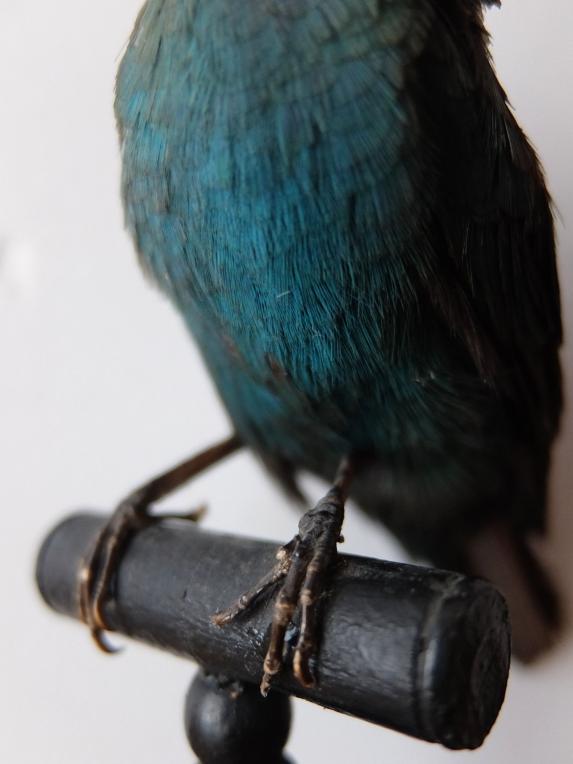 Taxidermy (Bird) (A1018-01)