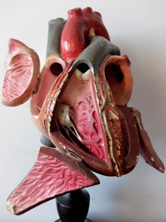 Anatomical Model 【Heart】 (B0821)