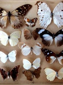 Specimen 【Butterflies】 (A0916)