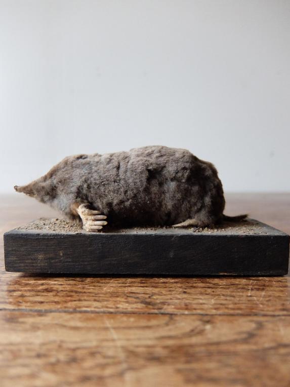 Taxidermy (Mole) (A1017-01)