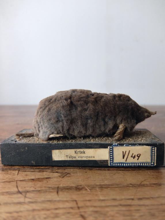 Taxidermy (Mole) (A1017-01)