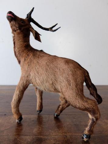 Animal Figure Model 【Deer】 (A1119)