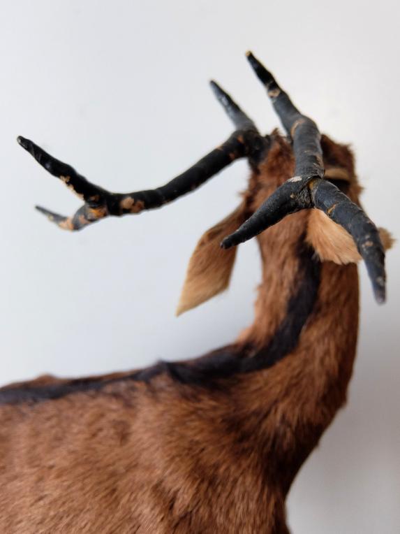 Animal Figure Model 【Deer】 (A1119)