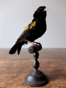 Taxidermy (Bird) (A1018-04)