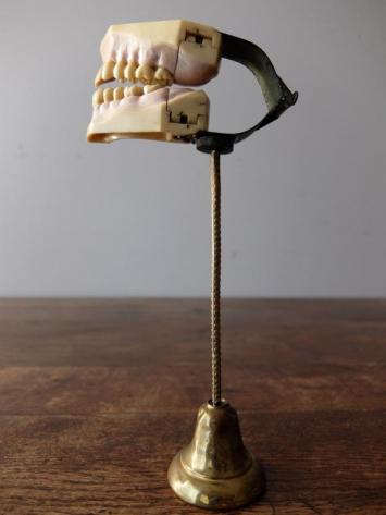 Dental Display Teeth (B1117)