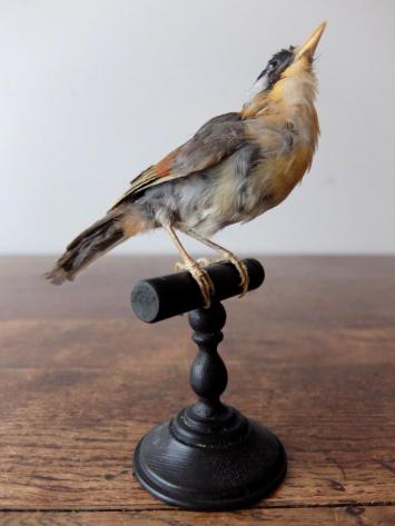 Taxidermy (Bird) (C1019)
