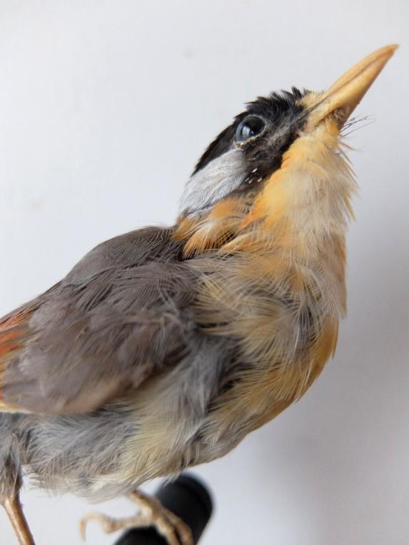 Taxidermy (Bird) (C1019)