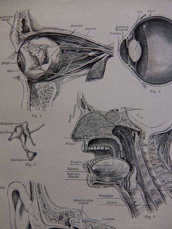 Anatomical Drawing (A1214)