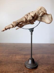 Anatomical Model 【Right Foot】 (A1216)