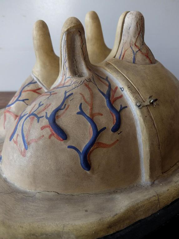 Anatomical Model 【Bovine Mammary Tissue】 (A1123)