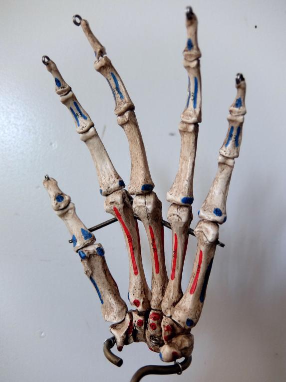 Anatomical Model 【Left Hand】 (B1216)